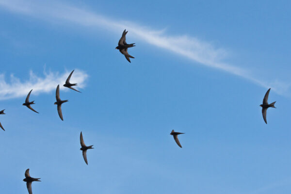 Bird of the month – the sensational swift