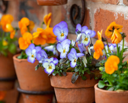 How to make the most of your autumn containers