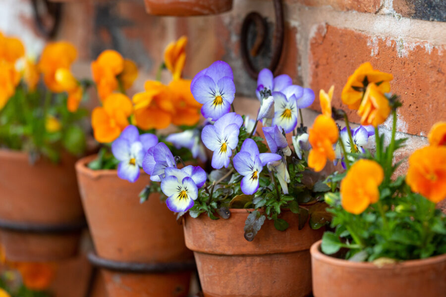 How to make the most of your autumn containers