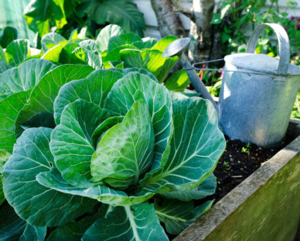3 of the best brassicas