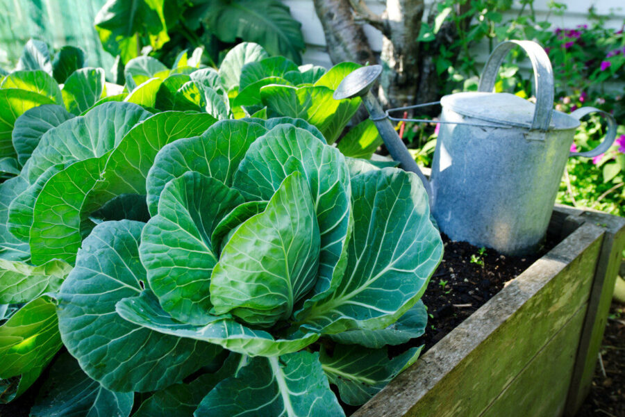 3 of the best brassicas