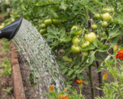How to keep refreshed during a hosepipe ban