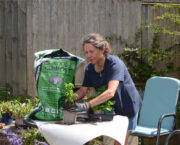 Hoping the heat is on for my chillies