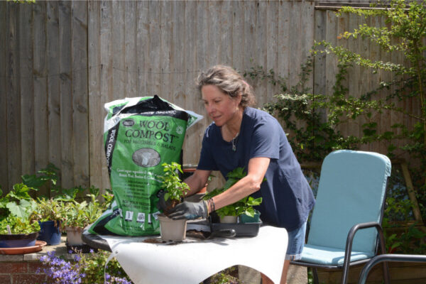 Hoping the heat is on for my chillies