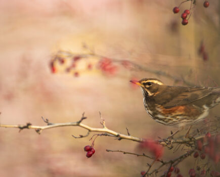 Getting to know the redwing