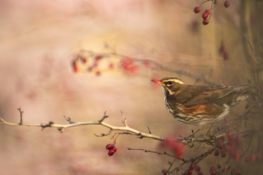 Getting to know the redwing