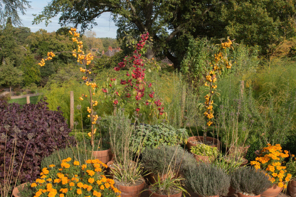 8 terrific trees for tiny spaces - Amateur Gardening
