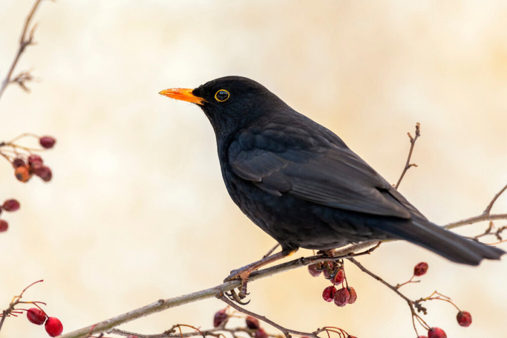 5 ways to feed garden birds for free - Amateur Gardening