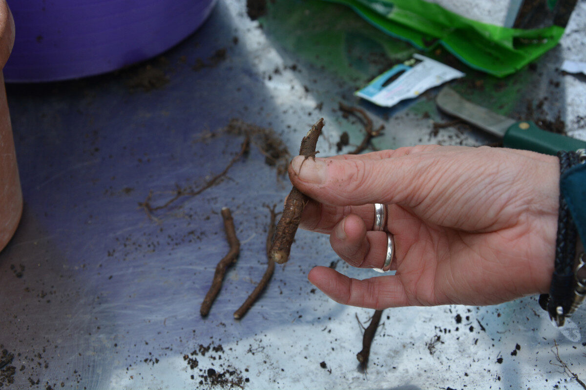 Using roots to make plants for free - Amateur Gardening