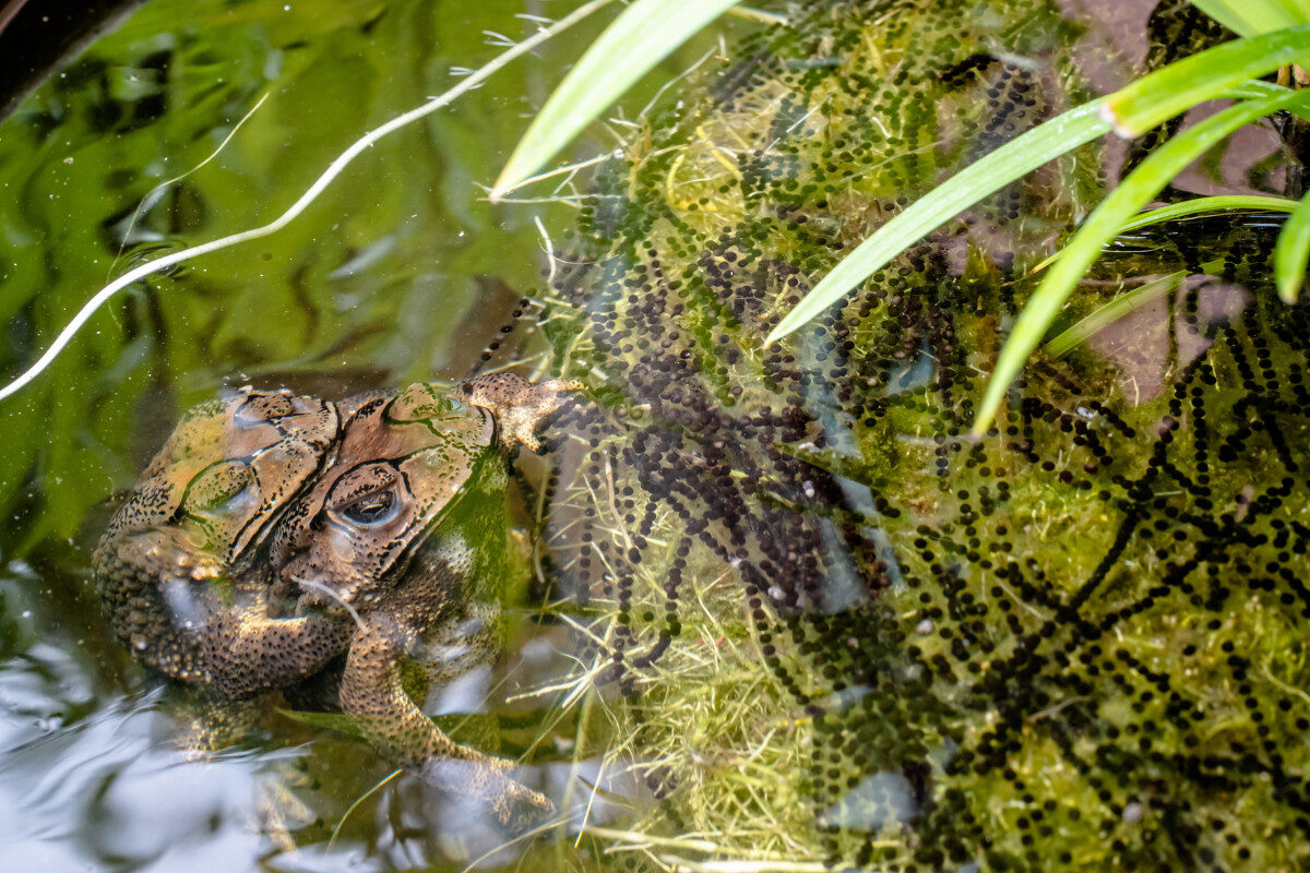News: Volunteers needed to spot frogs and toads this spring - Amateur ...