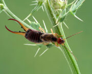 Getting to know earwigs