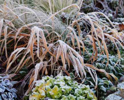 How to protect gardens this winter