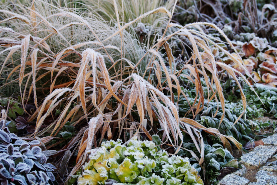 How to protect gardens this winter