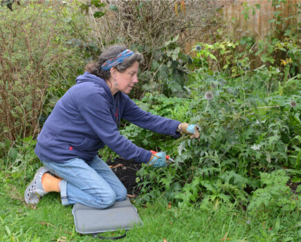 Preparing the plants and garden for winter