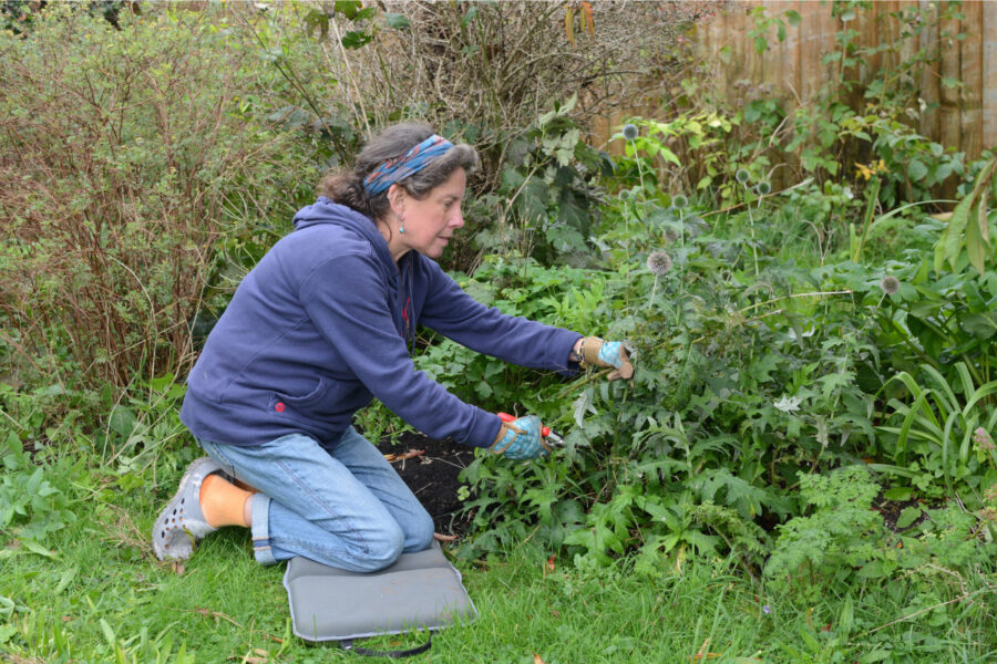 Preparing the plants and garden for winter