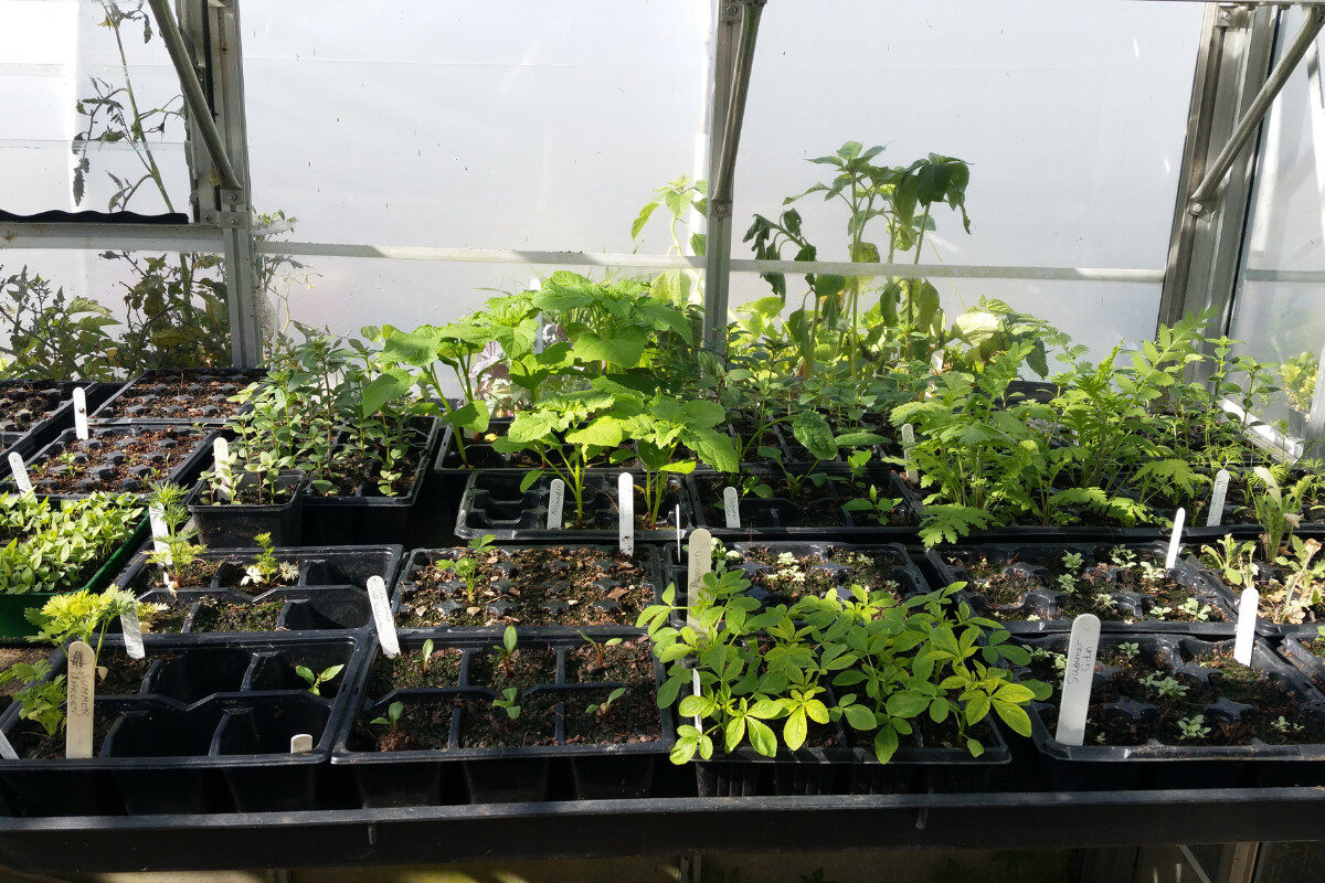How to help young plants thrive outdoors - Amateur Gardening