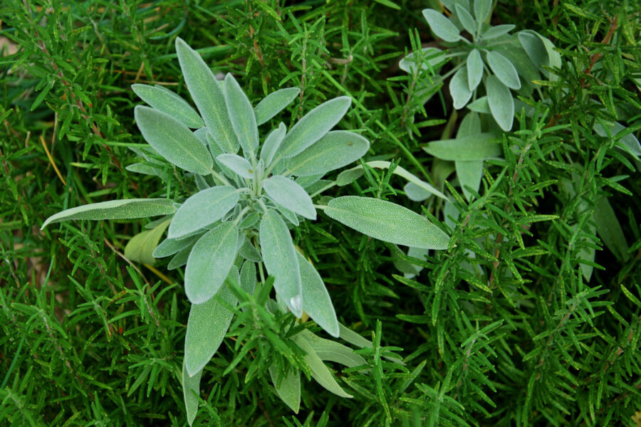 Three wonderful winter herbs