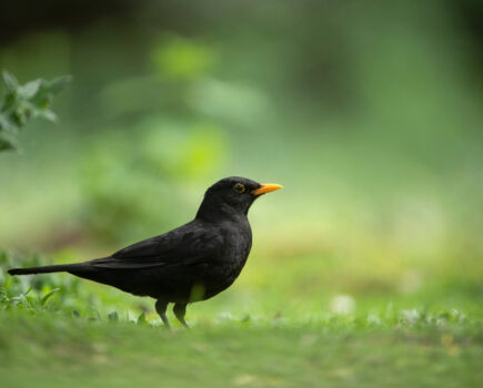 Getting to know the blackbird