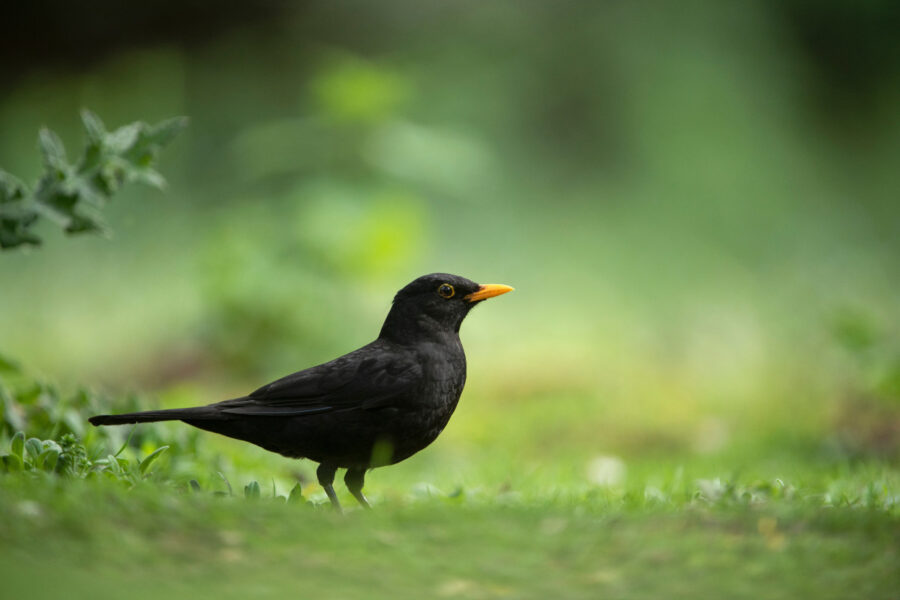 Getting to know the blackbird