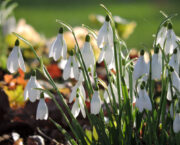 Top five snowdrops