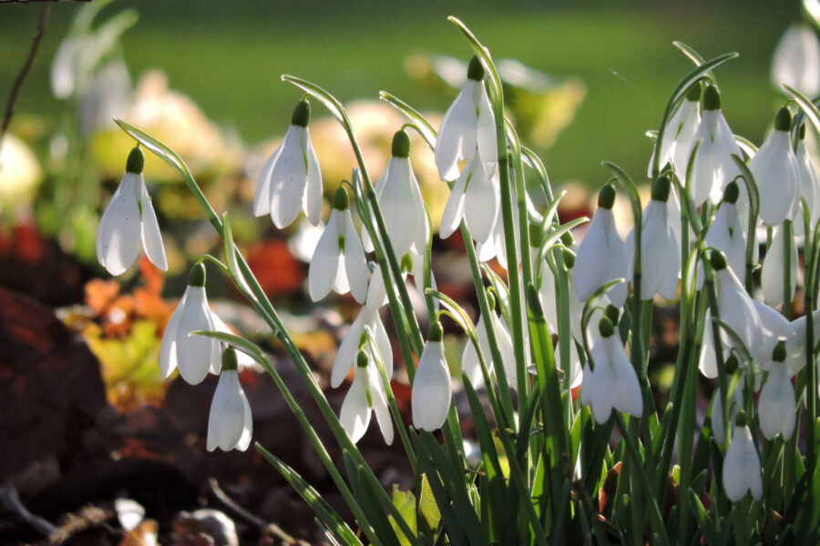 Top five snowdrops