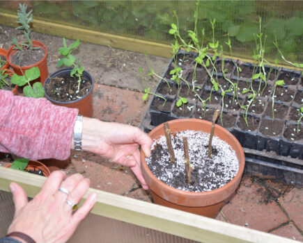 Do you have patience for hardwood cuttings?