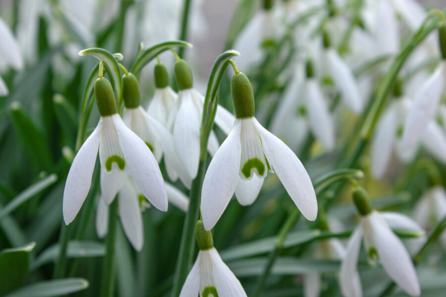 Dreaming of a white springtime