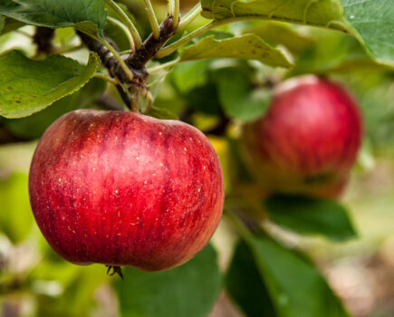 How to prune trained fruit