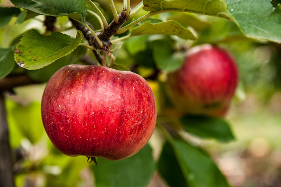 How to prune trained fruit