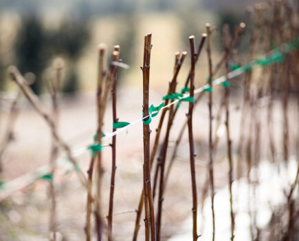 How to plant raspberry canes