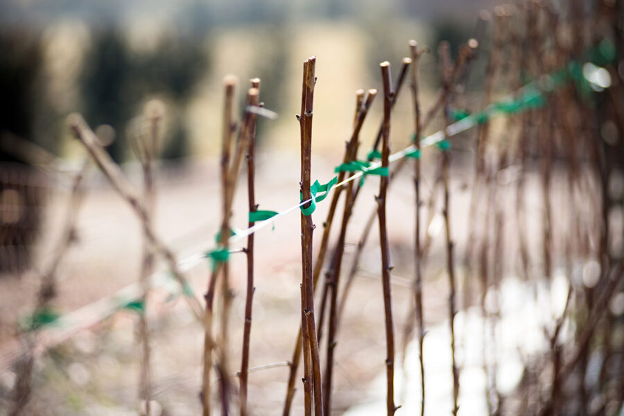 How to plant raspberry canes