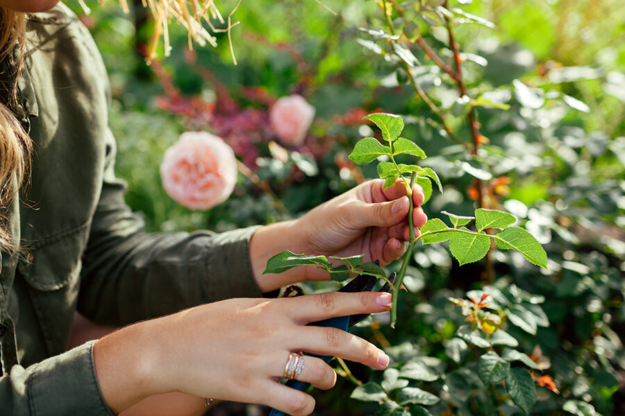 How to take rose cuttings and grow roses in potatoes…