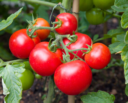 How to grow tomatoes