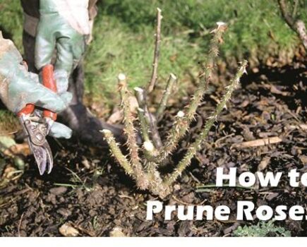 How to Prune Roses