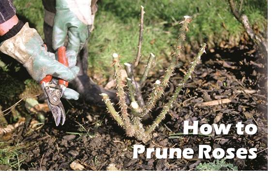 How to Prune Roses