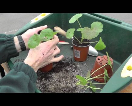 Pot Up Pelargonium Cuttings