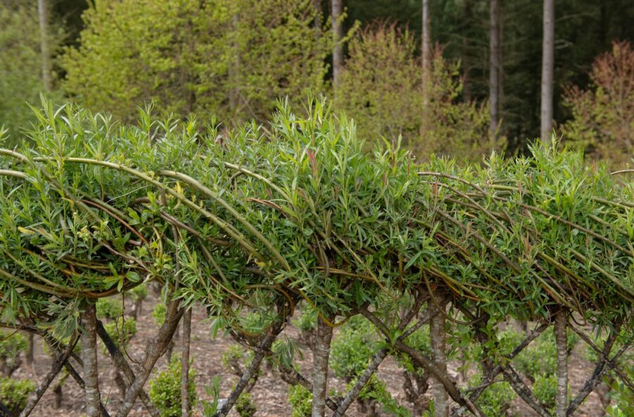 How To Make A Living Screen Fence