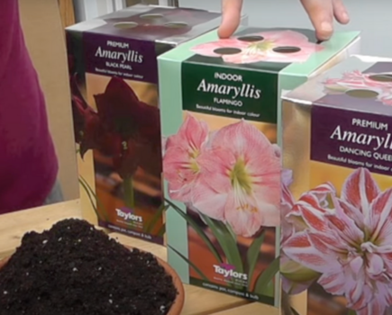 How to pot amaryllis