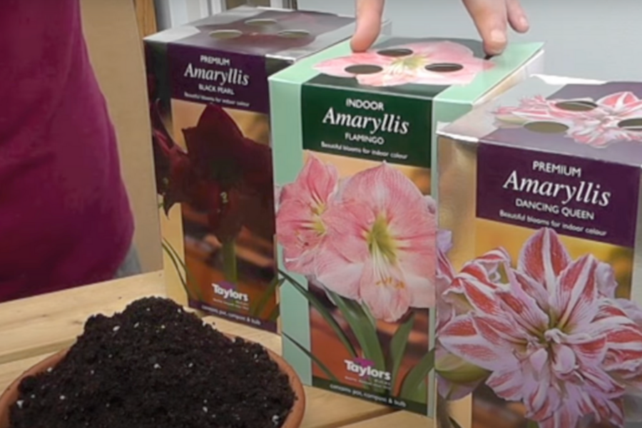 How to pot amaryllis