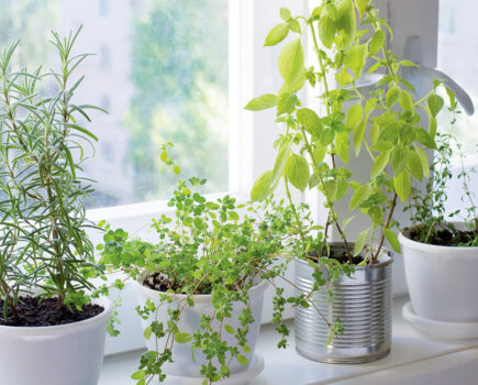 Five ways to grow easy indoor edibles