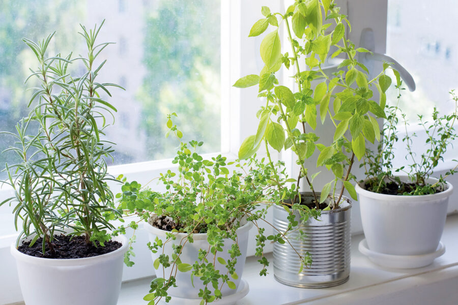 Five ways to grow easy indoor edibles