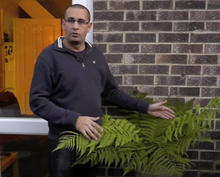 How to protect ferns