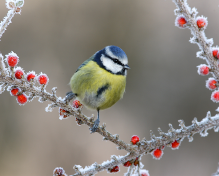 8 GREAT REASONS TO GET OUTSIDE OVER  CHRISTMAS