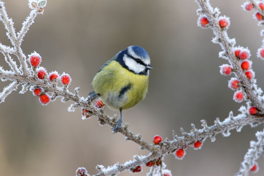 8 GREAT REASONS TO GET OUTSIDE OVER  CHRISTMAS