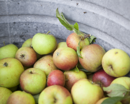 Adventure’s in cider making