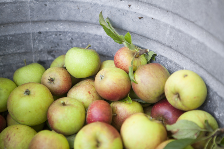 Adventure’s in cider making