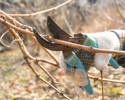 Grape pruning in winter