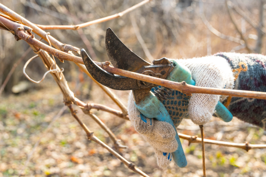 Grape pruning in winter