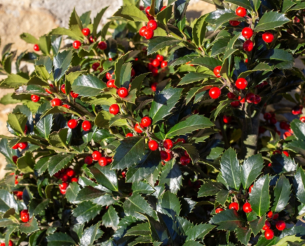 Will my holly have berries?