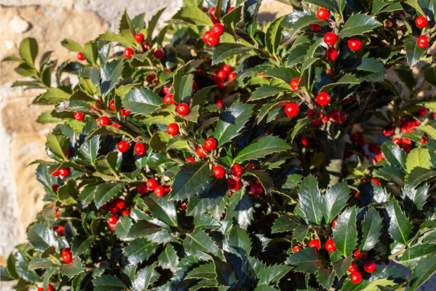 Will my holly have berries?